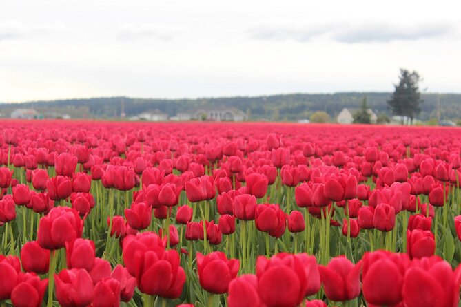 Tulip Festival at Skagit Valley ,La Conner and Deception Pass - Deception Pass State Park and its changing moods
