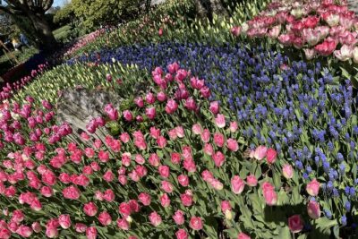 Tulip Festival in Skagit Valley Tour from Seattle
