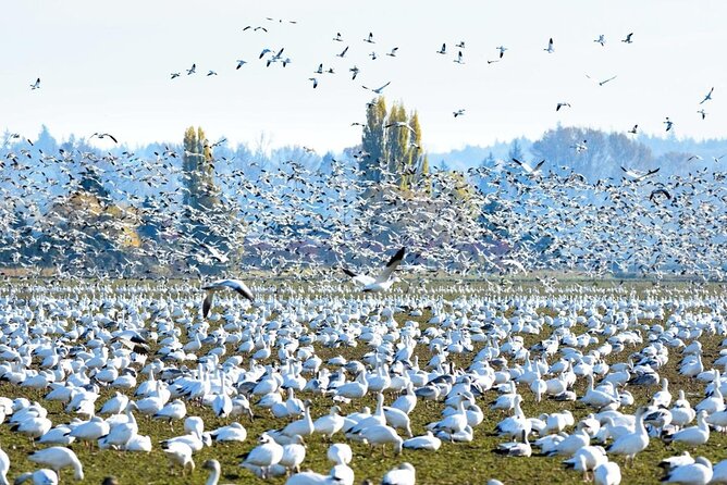 Tulip Festival in Skagit Valley Tour from Seattle - Mount Vernon and the chance to see snow geese