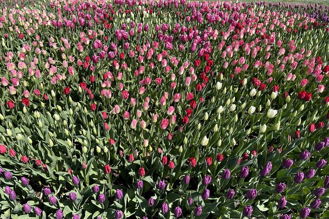 Tulip Festival in Skagit Valley Tour from Seattle - Guides, vehicles, and the small-group feel