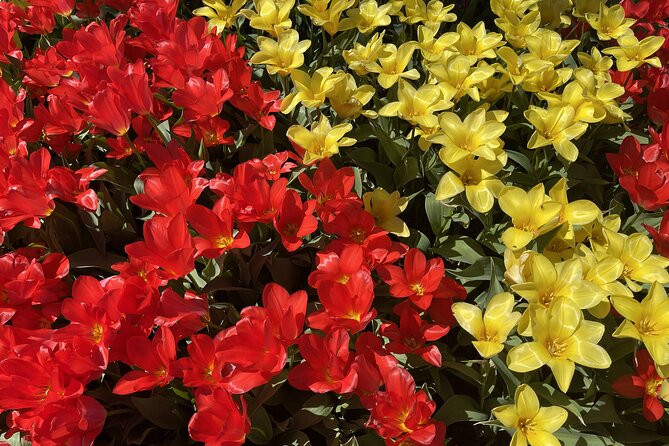 Tulip Festival in Skagit Valley Tour from Seattle - Timing, crowds, and the best day to go