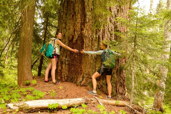 Visit Snoqualmie waterfall and an old forest (Transport Included) - Key points to know before booking
