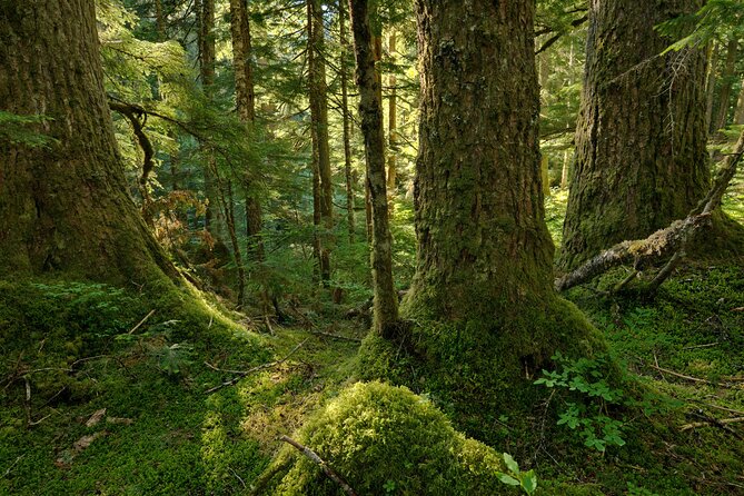 Visit Snoqualmie waterfall and an old forest (Transport Included) - Two waterfalls, two very different stops