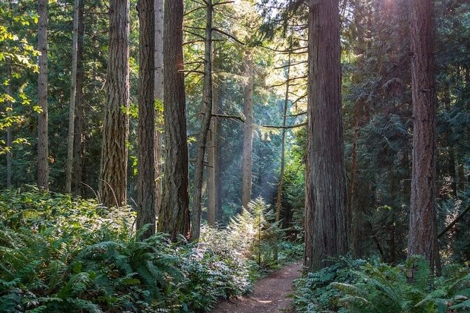 Visit Snoqualmie waterfall and an old forest (Transport Included) - Twin Falls brings the real walk