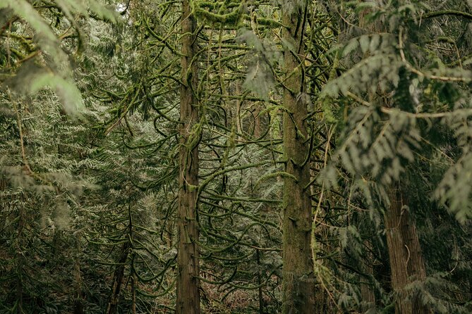 Visit Snoqualmie waterfall and an old forest (Transport Included) - Snoqualmie Falls gives you the quick wow