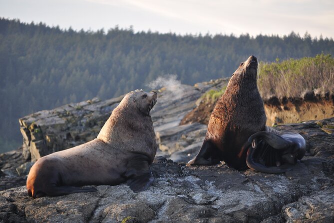 Whale Watching + Deception Pass Tour from Seattle - Why this Seattle day trip works