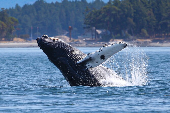 Whale Watching + Deception Pass Tour from Seattle - Anacortes and the Salish Sea boat trip