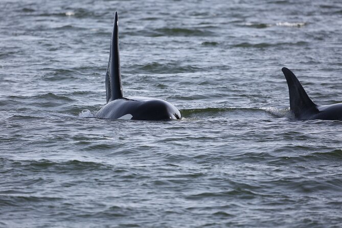 Whale Watching + Deception Pass Tour from Seattle - The return to Seattle