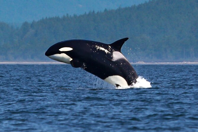 Whale Watching + Deception Pass Tour from Seattle - Pickup, group size, and the practical details