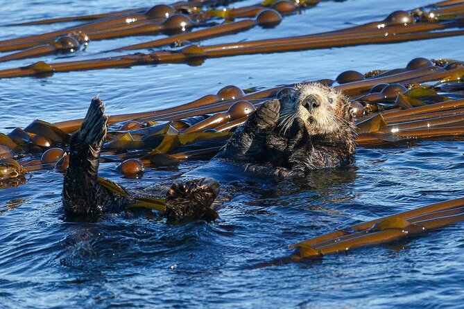 Whale Watching + Deception Pass Tour from Seattle - What is included, and what is not