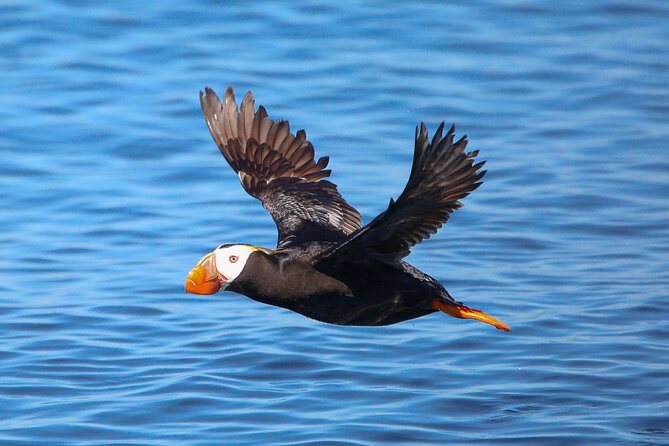 Whale Watching + Deception Pass Tour from Seattle - The best match for this tour